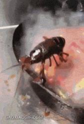 1744489378999.gif (1972523 B)